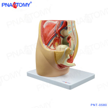 PNT-0580 3 Parts Female Pelvic Cavity Model, Anatomical Pelvis Model